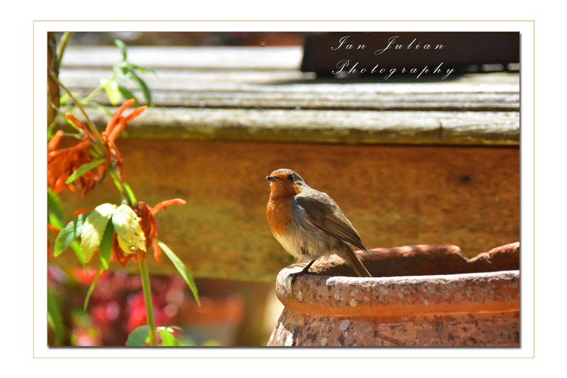 LP-15.jpg - KNOLL GARDENS DORSET - SUMMER 2019 - ROBIN