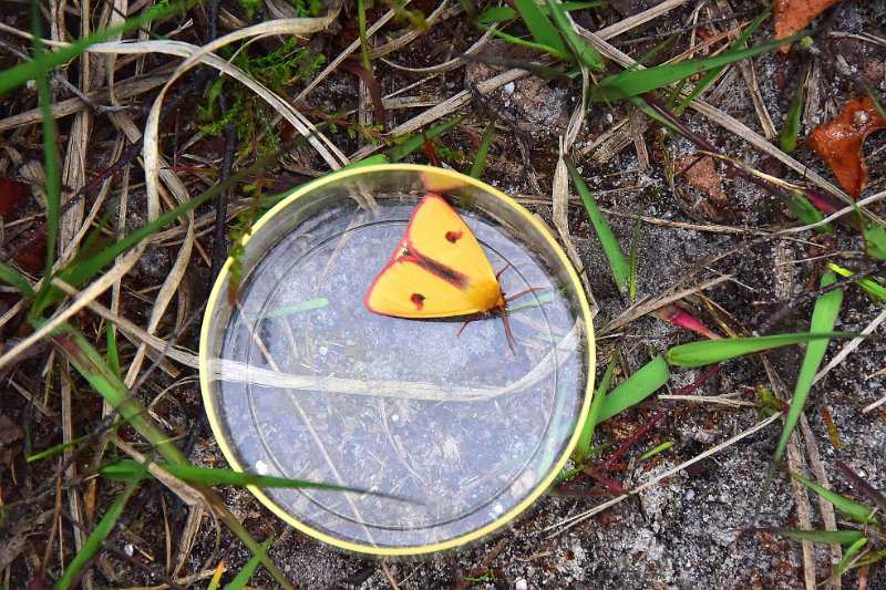 LP-22.jpg - CLOUDED BUFF MOTH - TOWN COMMON, CHRISTCHUURCH - 23.6.19