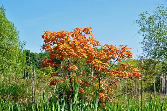 GR-073.jpg - A RATHER SICK SYCAMORE - (SHOULD NOT BE THIS COLOUR, BUT BEAUTIFUL NONETHELESS) - RIVER ITCHEN - 2.6.10