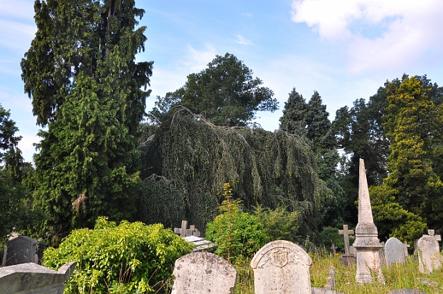 Lynette_0732.JPG - WEEPING BEECH - SOUTHAMTON OLD CEMETERY - 2.8.09
