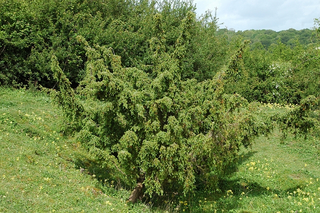 tr-01.jpg - JUNIPER - NOAR HILL, SELBOURNE - 12.5.07