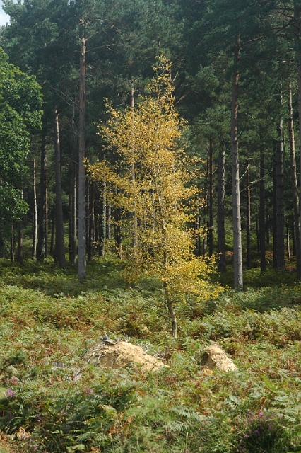 tr-11.JPG - SILVER BIRCH - NEW FOREST - 26.8.07