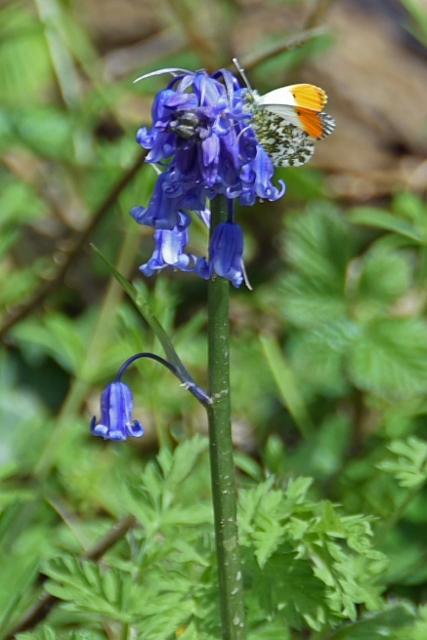 k-163.jpg - ORANGE TIP ON NATIVE BLUEBELL - BNSS - BERE REGIS, DORSET - 28.4.16