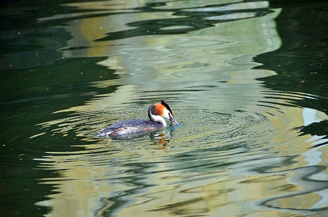London-282.jpg - GREAT CRESTED GREBE - HYDE PARK, LONDON - SPRING 2014