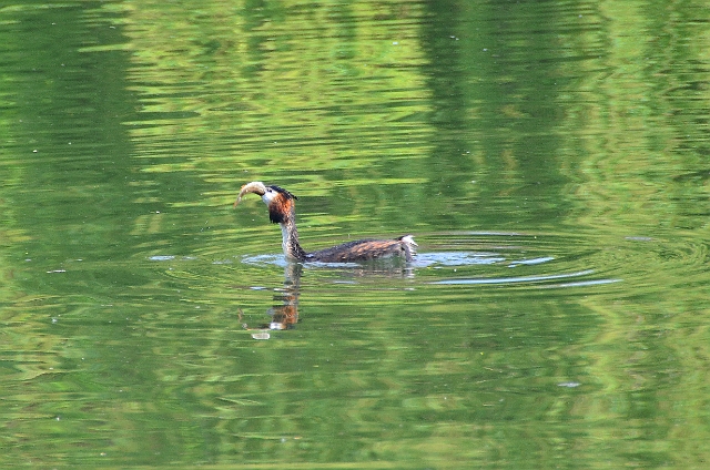 London-287.jpg - GREAT CRESTED GREBE - HYDE PARK, LONDON - SPRING 2014