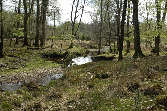 views-017.JPG - THE NEW FOREST