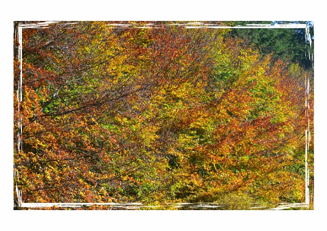 xx-copy-3-copy_edited-1.jpg - STOURHEAD, WILTSHIRE - ATUMNAL COLOURS NOVEMBER 2016